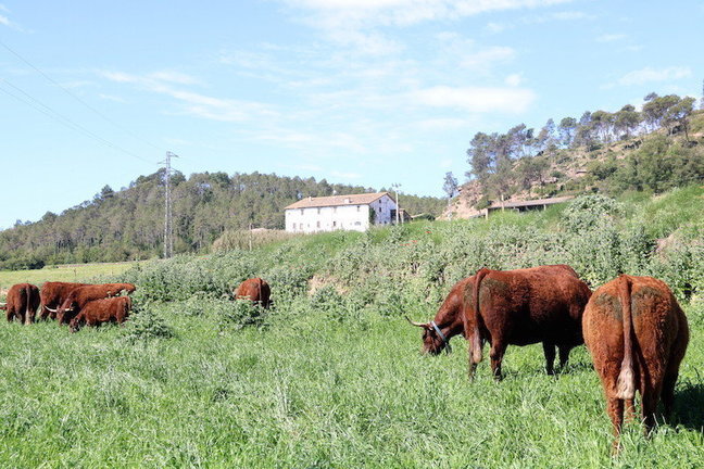 Pla general d'un prat amb vaques pasturant. Imatge del 22 de maig del 2017. (Horitzontal)