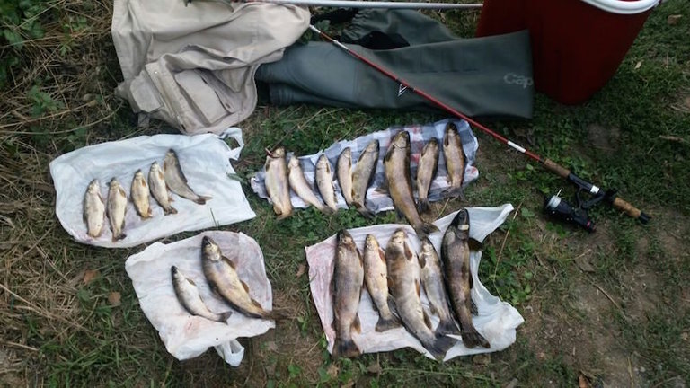 Primer pla de les 20 truites que se li van comissar al pescador furtiu que els Agents van localitzar pescant al riu Noguera Pallaresa a Sort el dia 12 de setembre del 2017. (horitzontal)