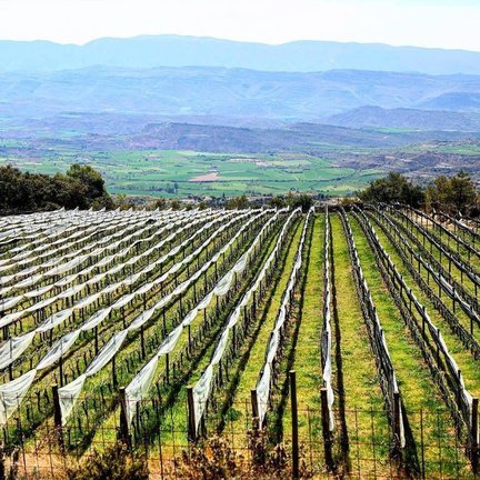 Vinya del Pallars 2