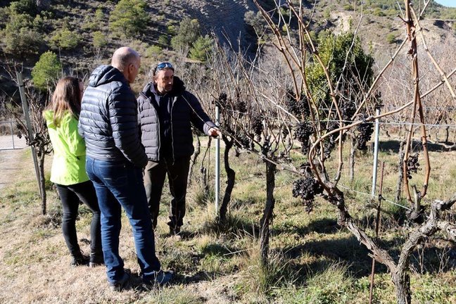 Tres persones observant un cep a les vinyes Sauvella del Pallars Juss√† el 14 de gener del 2019. (horitzontal)