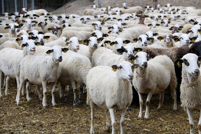 Un ramat d'ovelles d'una explotaci√≥ ramadera de Sant Esteve de la Sarga, al Pallars Juss√†, el 19 de mar√ß del 2019. (horitzontal)