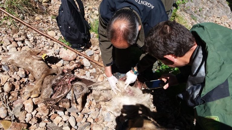 Els Agents Rurals comprovant les restes d'una cabra morta i certificant que era per un atac de l'os Goiat. Imatge de l'11 de juny del 2019. (horitzontal)