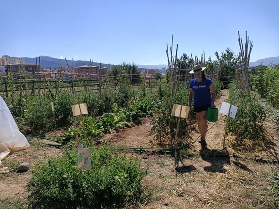 Una persona cultivant l'hort que Alba Jussà té a Tremp. Imatge del 20 d'agost del 2020. (horitzontal)