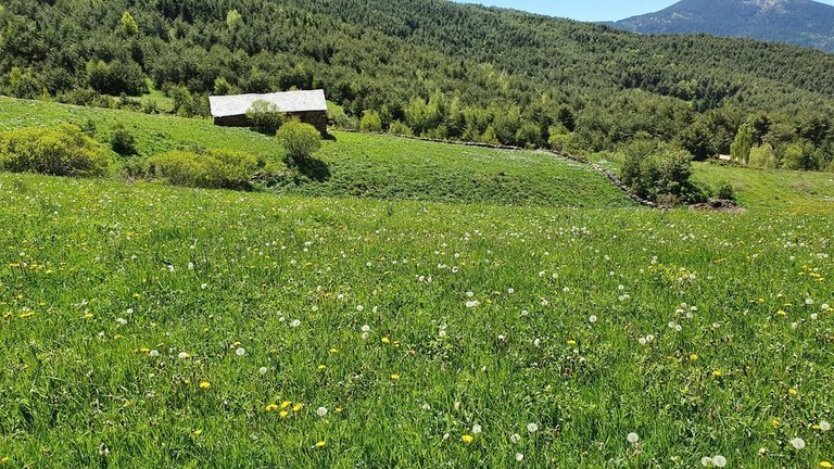 Pla de general d'un prat de dall del Pirineu on s'ha localitzat la planta 'Rhinanthus alectorolophus'. Imatge del 4 de setembre de 2020 (Horitzontal).