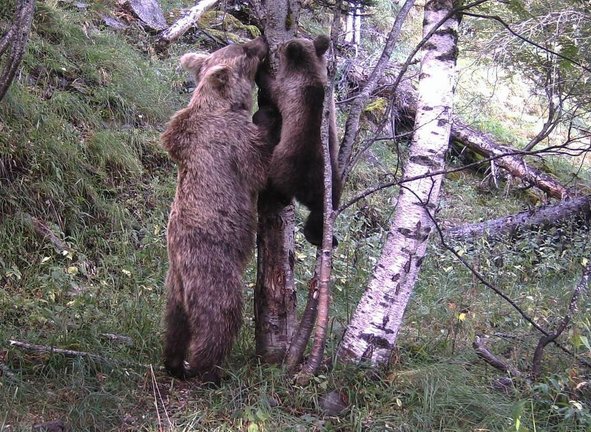 Pla de detall de la primera imatge de cria d'os de la temporada de la càmera de fototrampeig situada a la Vall de Cardós (Pallars Sobirà), on es veu el cadell i la seva mare pujant a un arbre. Imatge del 4 de setembre de 2020 (Horitzontal).
