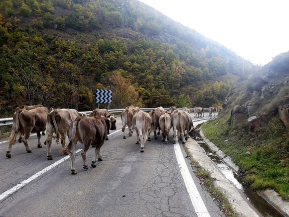 Pla general d'un ramat de vaques baixant de la muntanya de Lladorre, al Pallars Sobirà, durant el setembre del 2020. (horitzontal)