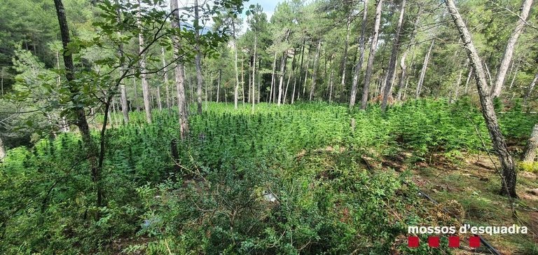 Pla obert d'una plantació de marihuana localitzada en una zona boscosa de difícil accés de Coll de Nargó (Alt Urgell). Imatge del 17 de setembre de 2021. (Horitzontal)