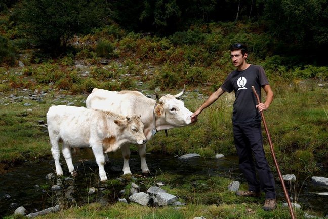 Pla general d'Ignasi Sinfreu, criador de vaca pallaresa, amb dos exemplars d'aquest animal. Imatge del 27 de setembre del 2021. (Horitzontal)