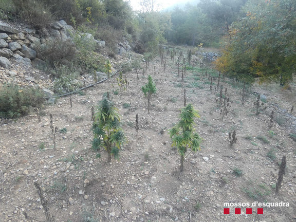 Pla obert de la plantaci√≥ de marihuana desmantellada pels Mossos d'Esquadra desmantellen en un bosc de F√≠gols i Aliny√† (Alt Urgell). Imatge publicada el 22 d'octubre de 2021. (Horitzontal)