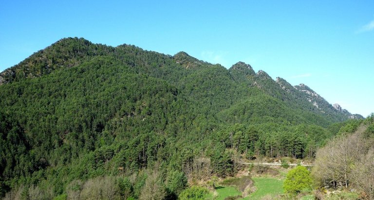 Consorci Forestal de Catalunya
