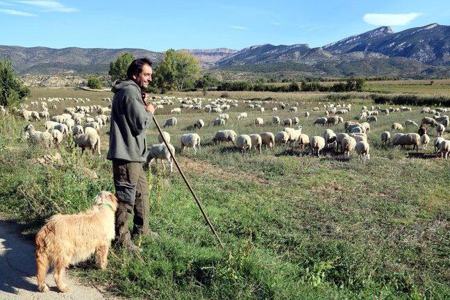 Pla general d'un pastor amb el seu ramat que oferir√† que el visitant es converteixi en pastor per un dia a Basturs. Imatge del 3 d'octubre del 2018. (horitzontal)