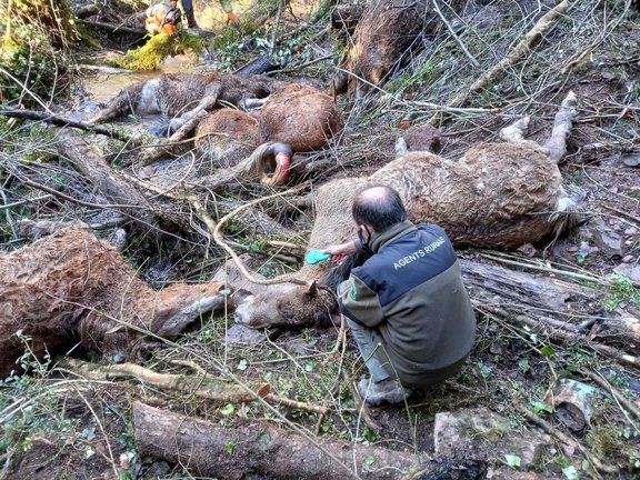 Cavalls morts Agents Rurals Pallars Sobirà 1
