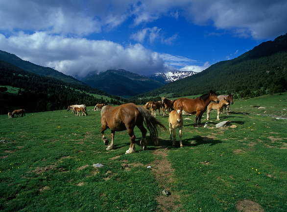 Cavalls al pla de Beret,
Naut Aran, Val d'Aran, Lleida
