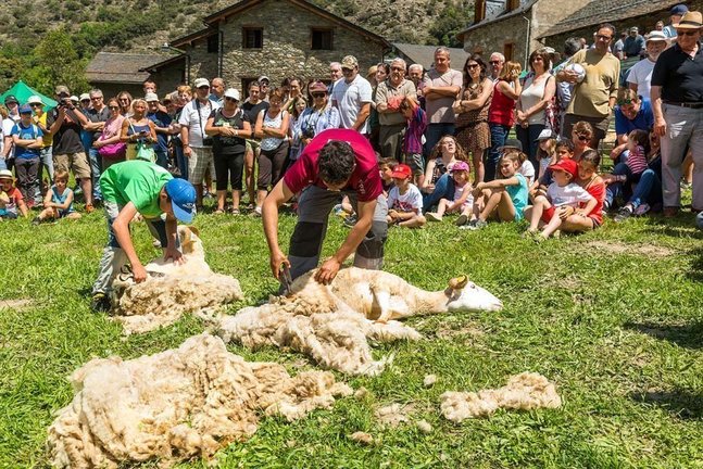 Tres homes xollant ovelles amb tisora a l'edici...... de la Fira d'Arr......s de Card......s de l'any 2017. (horitzontal)