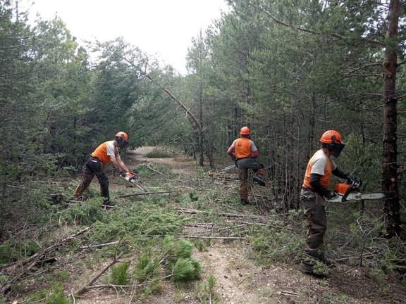 Tres operaris fent tasques de retirada d'arbres caiguts en una pista forestal de l'Alt Urgell. Imatge del 20 de juliol del 2020.(horitzontal)