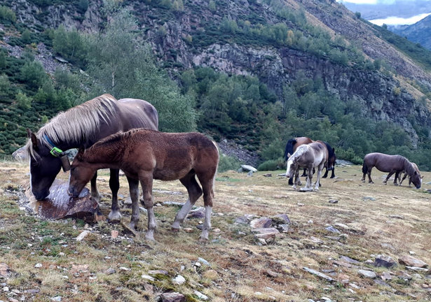Pla general de cavalls pasturant a la muntanya al Parc Natural de l'Alt Pirineu. Un dels exemplars porta un collar GPS. (Horitzontal)