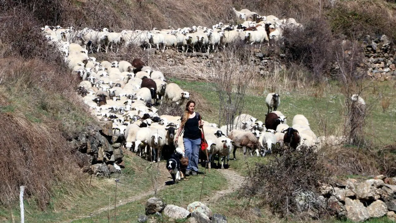 Pla general de la pastora Anna Plana amb el seu ramat d'ovelles a la Vall d'&Agrave;ssua, al Pallars Sobir&agrave;, l'11 de mar&ccedil; del 2020. (horitzontal)