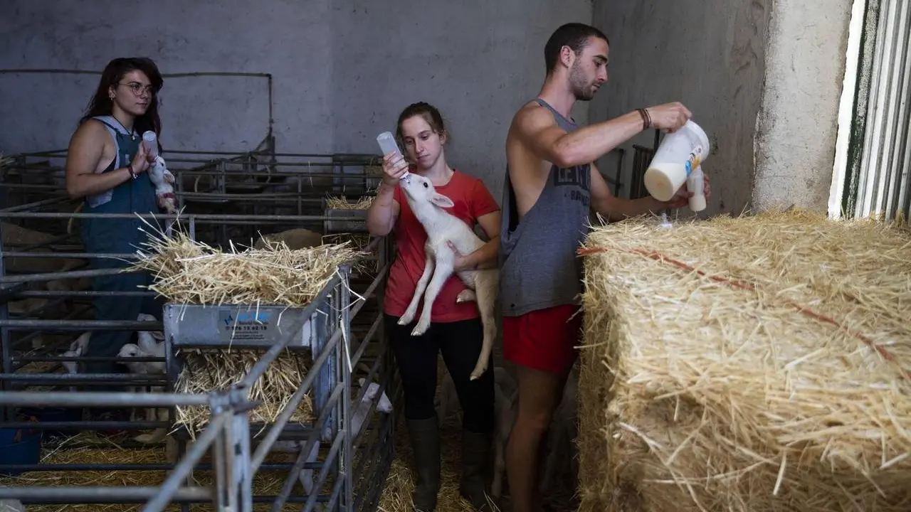 DVD962. Reportaje sobre un progarama de practicas de veterinaria de la Universidad de  Zaragoza en una granja de Cubel, un pueblo de menos de 3000 habitantes. Alvaro Garcia. 23/08/2019