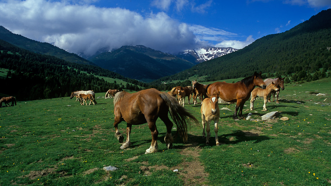 Cavalls al Pla de Beret