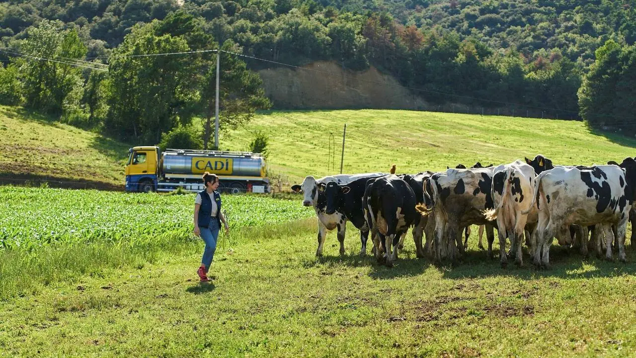 Cad&iacute; vaques, cami&oacute; i vaquera