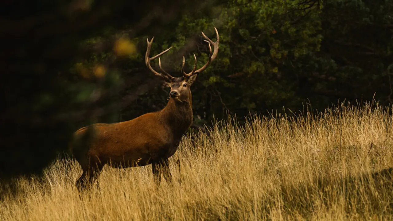 Un cervol en paratges del Pirineu &copy;DARPA
