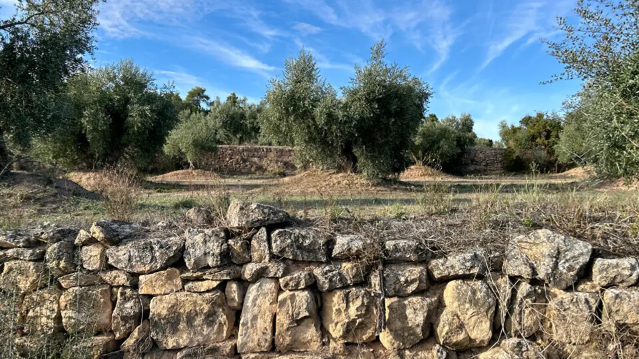 Oliveres en una explotaci&oacute; de Cervi&agrave; de les Garrigues &copy;JosepAP&eacute;rez