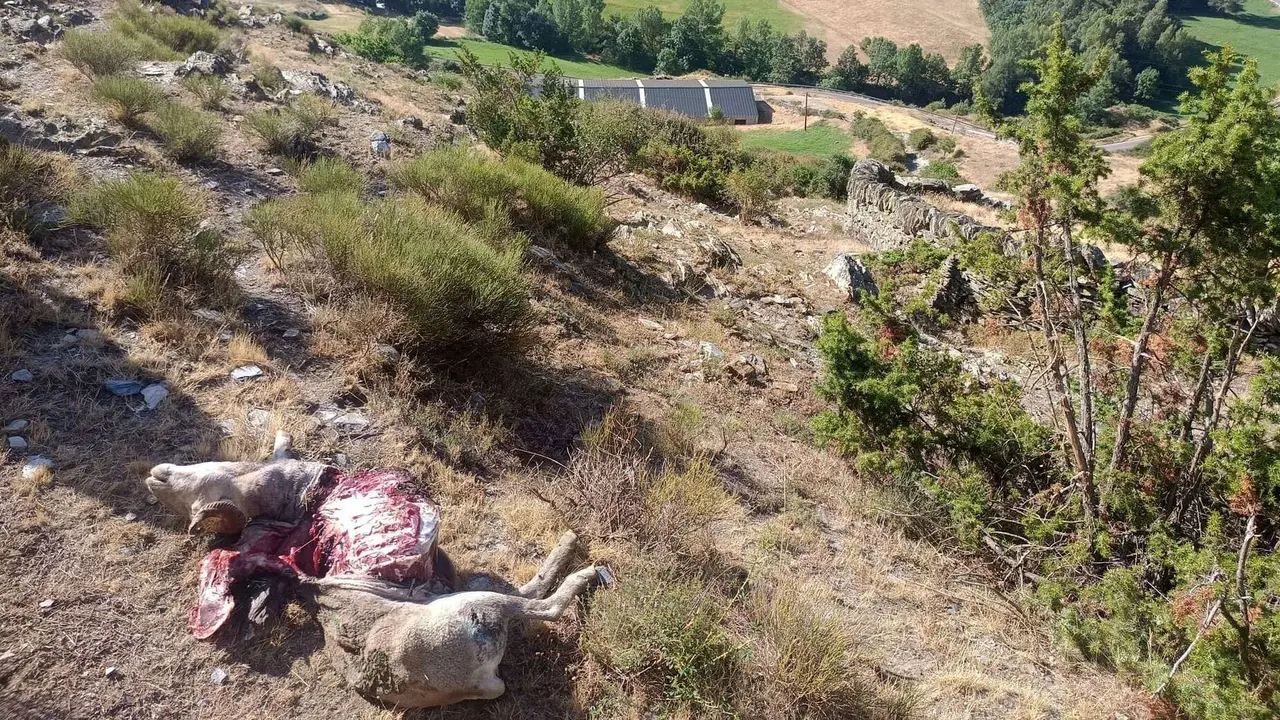 os mata ovelles Pallars Sobir&agrave; 2