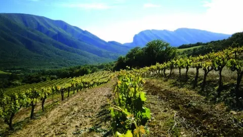 Celler Miquel Roca 