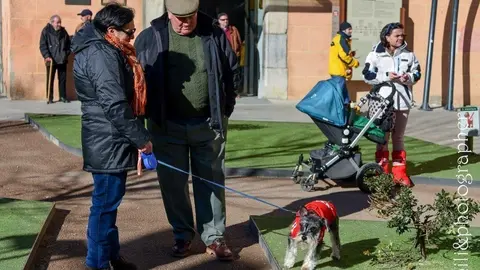 Missa i benedicci&oacute; d'animals Sant Antoni.