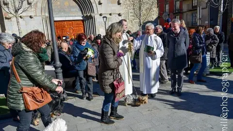 Missa i benedicci&oacute; d'animals Sant Antoni.