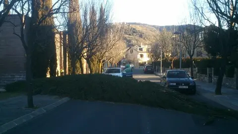 Afectaci&oacute; del vent - Foto: Xavier Gra&ntilde;&eacute; Porta 