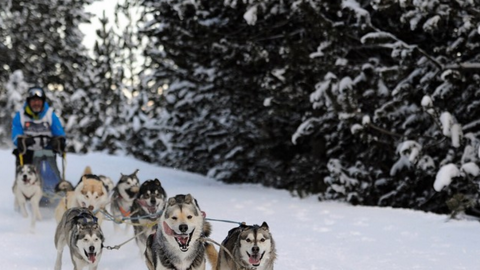 Gos ARtic.jog