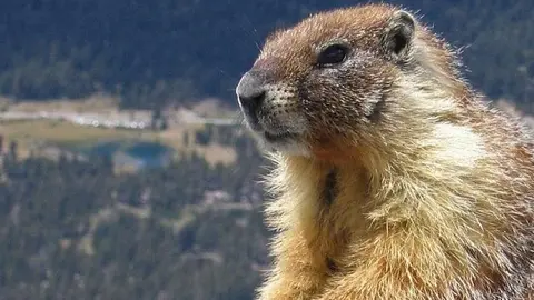 Marmota-sentada