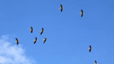 cigonyes ab