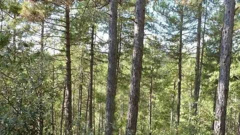 foto (1)