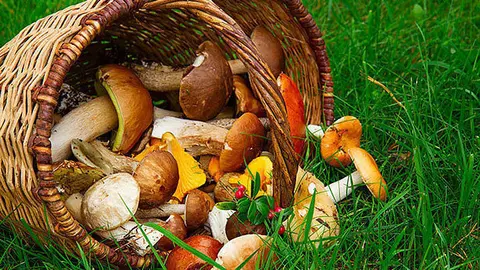 mushrooms in willow basket on soft  green grass