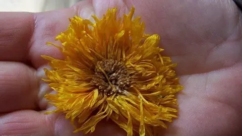 Calendula