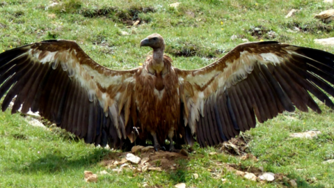 gyps_fulvus_reframed