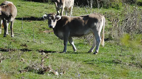 vaca xl marceli