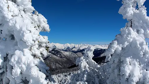 web panoramica arbres i cel