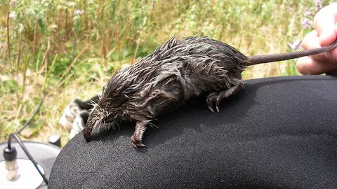 Primer pla d'una almesquera. (horitzontal)