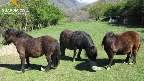 Imatge general dels tres animals (un cavall i dos femelles) que es trobaven en mal estat. Imatge del 25 d'abril del 2017. (horitzontal)