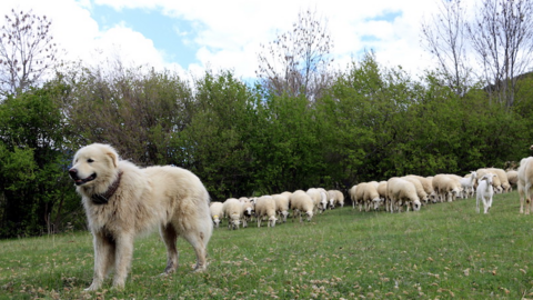 pallars