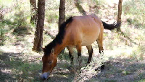 cavall