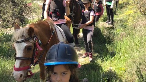 ponis