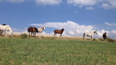 cavalls