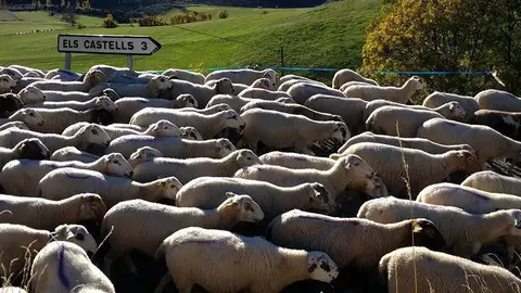 Carrerada ramadera a Taús (3)