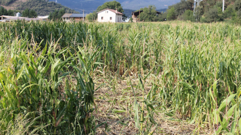 blat de moro