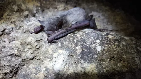 ratpenat