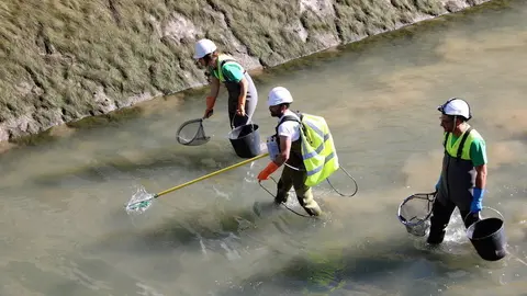 Tres persones rastrejant el canal de Gavet per extreure els peixos que hi ha. Imatge del 23 d'octubre del 2017. (horitzontal)